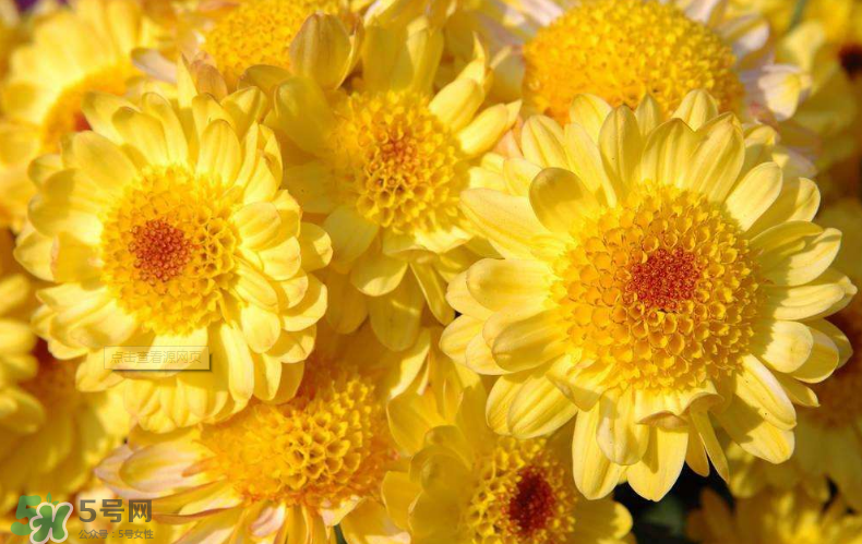 秋天開花嗎？秋天的花有哪些？