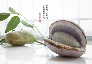 八月瓜可以泡酒嗎？八月瓜可以治乙肝嗎