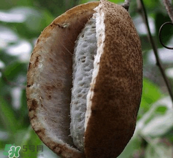 預(yù)知子果為什么種的人少？預(yù)知子和八月扎有區(qū)別嗎