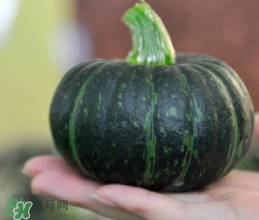 貝貝南瓜是轉(zhuǎn)基因嗎？貝貝南瓜怎么吃