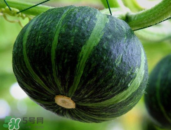 貝貝南瓜什么時(shí)候種植？貝貝南瓜什么時(shí)候上市