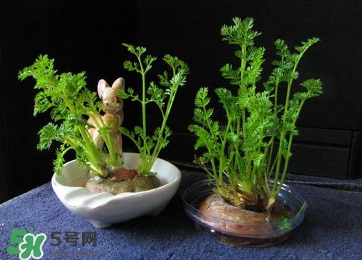 蘿卜纓能吃嗎？蘿卜纓怎么做好吃