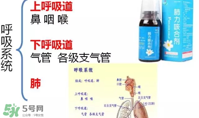肺力咳合劑怎么服用_說(shuō)明書(shū) 肺力咳合劑怎么服用_說(shuō)明書(shū)