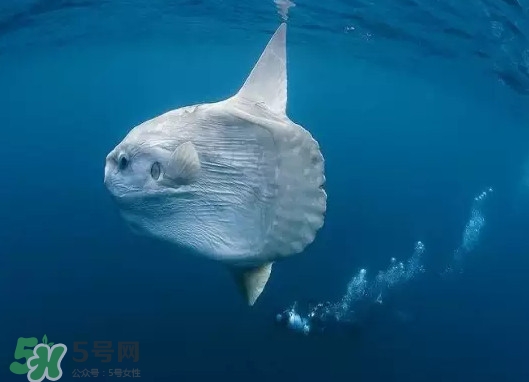 翻車魚能吃嗎？翻車魚有毒嗎