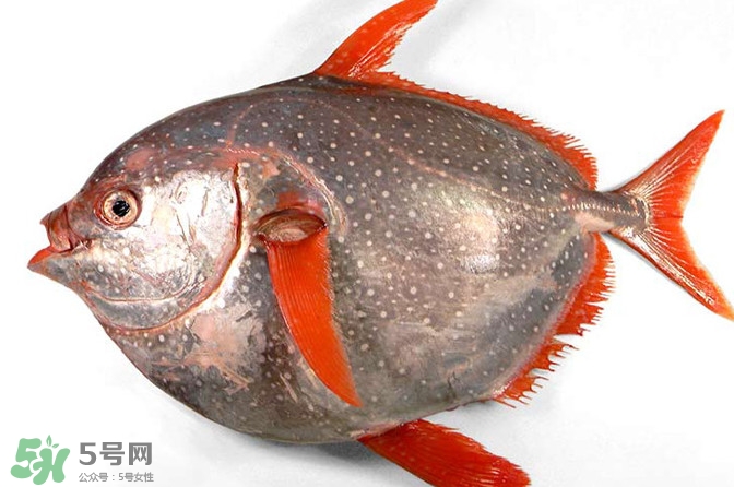 月亮魚是什么魚？月亮魚能吃嗎
