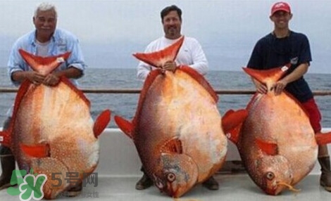 月亮魚是什么魚？月亮魚能吃嗎