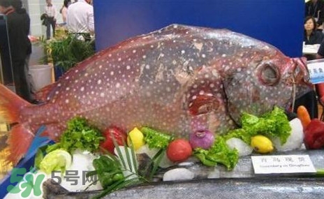 月亮魚是什么魚？月亮魚能吃嗎