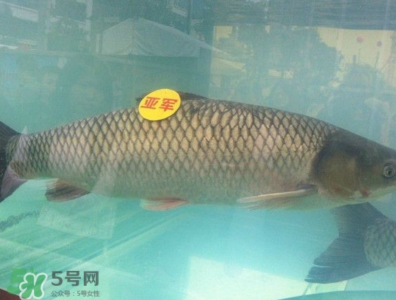 脆肉鯇是什么魚？脆肉鯇口感為什么是脆的