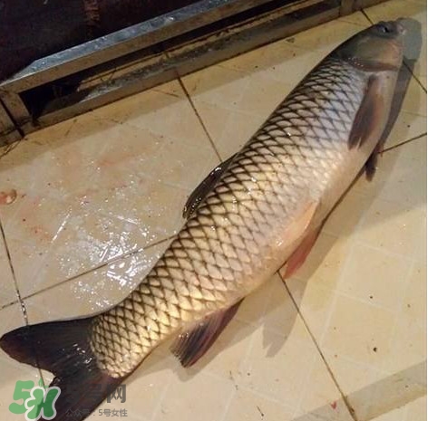 脆肉鯇多少錢一斤？脆肉鯇什么時(shí)候上市