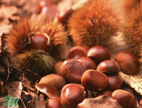板栗為什么容易生蟲(chóng)？板栗長(zhǎng)蟲(chóng)怎么辦？