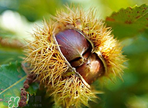 板栗為什么容易生蟲(chóng)？板栗長(zhǎng)蟲(chóng)怎么辦？