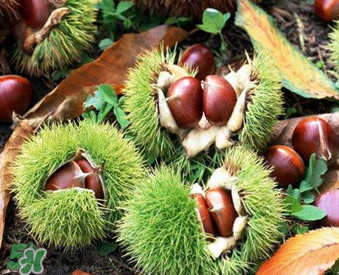 板栗為什么苦？板栗苦的能吃嗎？
