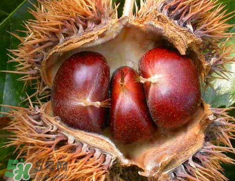 板栗為什么苦？板栗苦的能吃嗎？