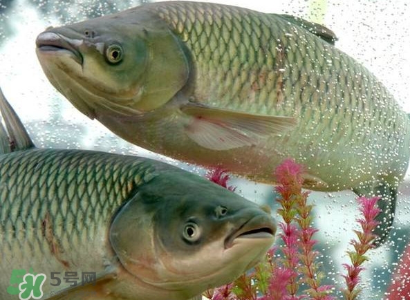 脆肉鯇吃什么的？脆肉鯇和皖魚有什么區(qū)別