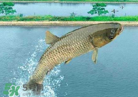 脆肉鯇是什么魚？脆肉鯇口感為什么是脆的