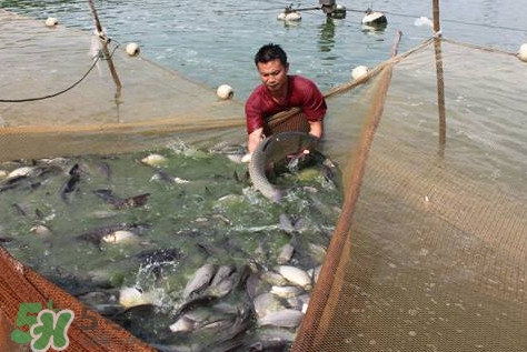 孕婦能吃脆肉鯇嗎？脆肉鯇只有中山能養(yǎng)嗎