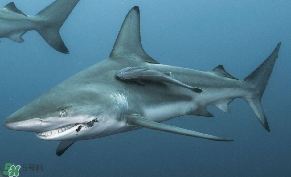 鯊魚被割魚翅會死嗎？鯊魚沒有魚翅還能活嗎？