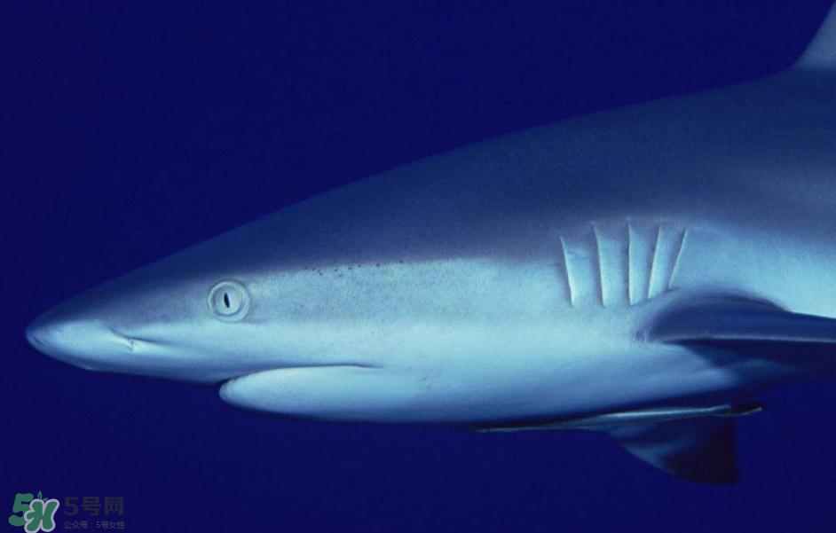 鯊魚被割魚翅會死嗎？鯊魚沒有魚翅還能活嗎？