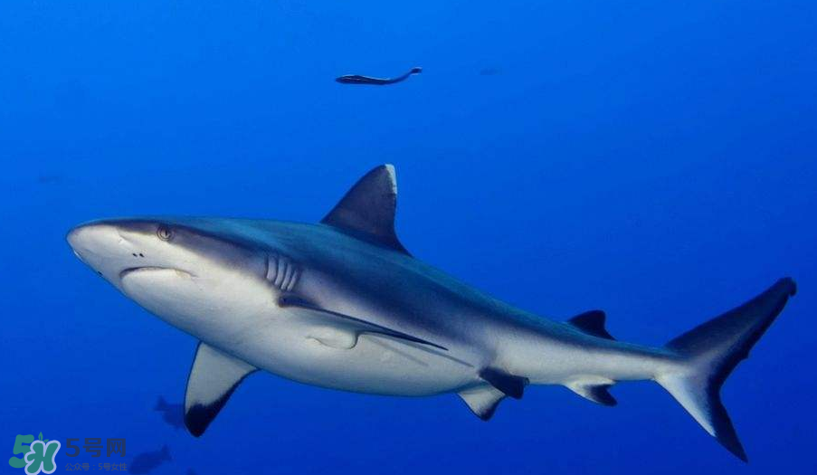 鯊魚被割魚翅會死嗎？鯊魚沒有魚翅還能活嗎？