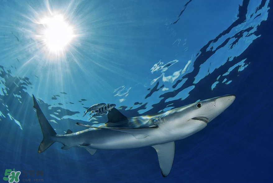 鯊魚被割魚翅會死嗎？鯊魚沒有魚翅還能活嗎？