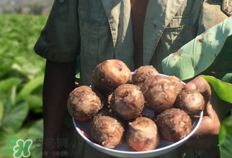 吃芋頭會放屁嗎_吃芋頭會屁多嗎 吃芋頭會放屁嗎_吃芋頭會屁多嗎