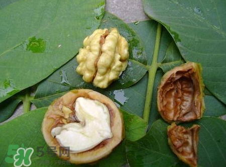 青皮核桃和干核桃哪個營養(yǎng)高？有什么區(qū)別？