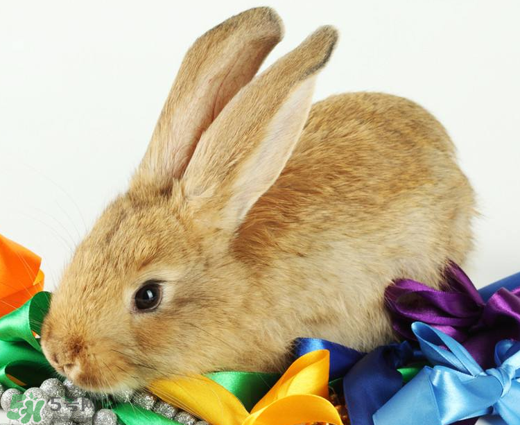 兔肉是涼性還是熱性？兔肉是酸性還是堿性？