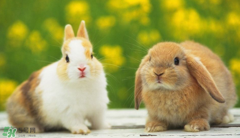 兔肉是涼性還是熱性？兔肉是酸性還是堿性？