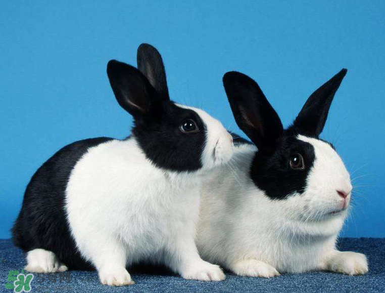 兔肉是涼性還是熱性？兔肉是酸性還是堿性？