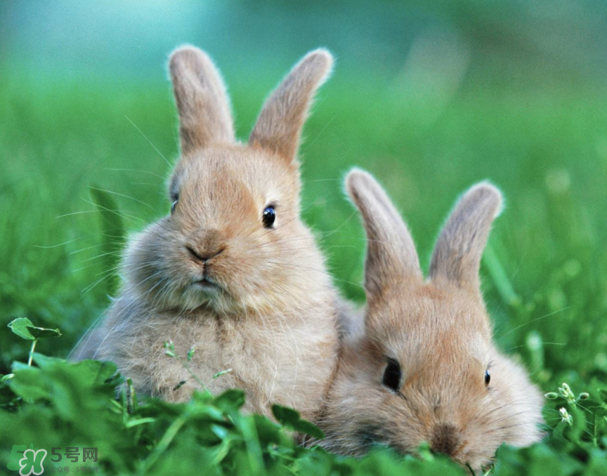 兔肉是涼性還是熱性？兔肉是酸性還是堿性？