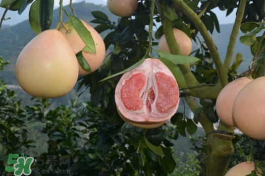 三紅蜜柚口味怎么樣？三紅蜜柚苗多少錢一棵