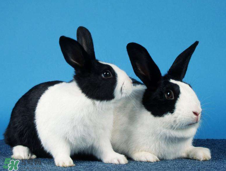 兔肉和什么一起燉最好？兔肉和什么一起吃最好？