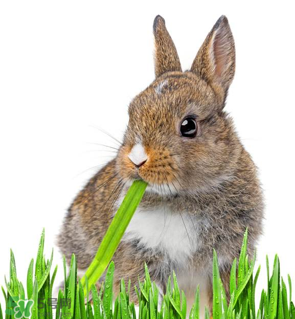 兔肉和什么一起燉最好？兔肉和什么一起吃最好？