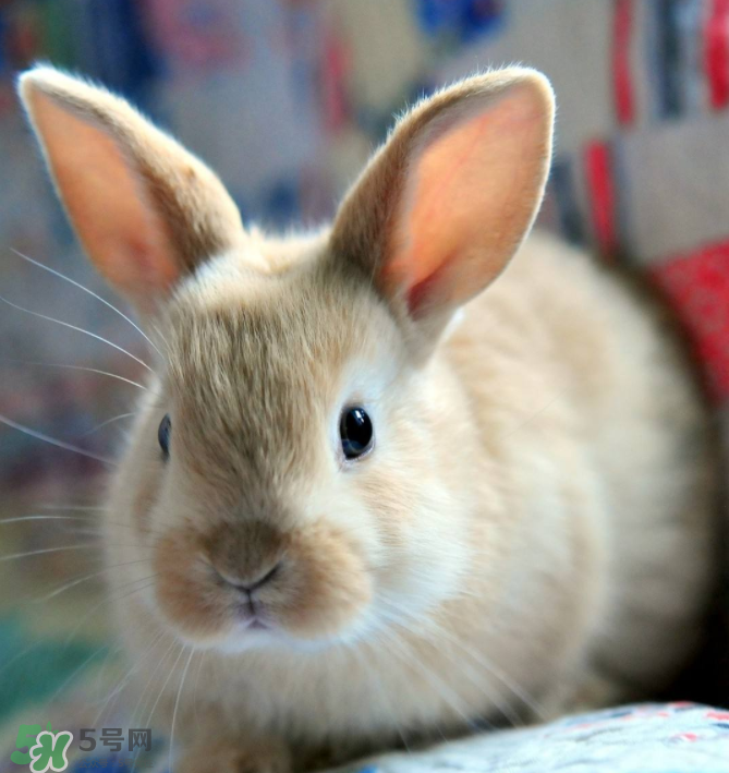 兔肉和什么一起燉最好？兔肉和什么一起吃最好？