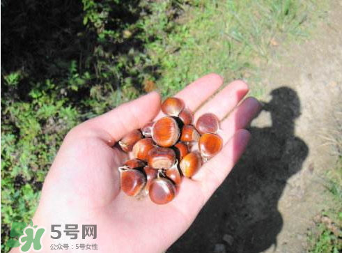 野板栗能吃嗎 野板栗殼的功效與作用 野板栗能吃嗎 野板栗殼的功效與作用