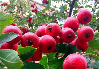 山楂和決明子泡茶喝的功效是什么？