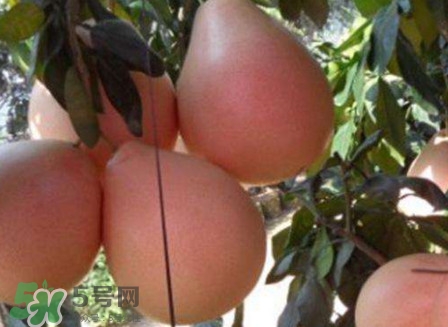 三紅蜜柚口味怎么樣？三紅蜜柚苗多少錢一棵