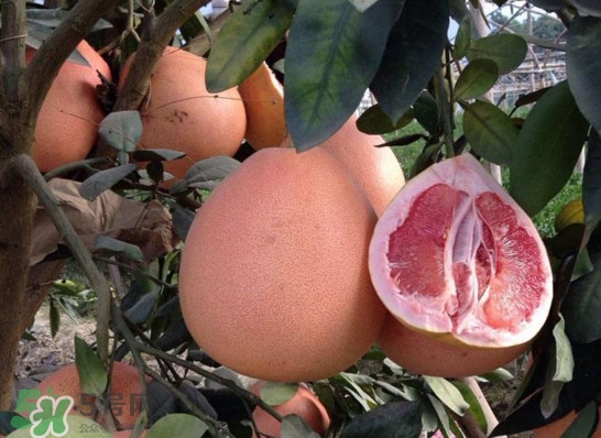 三紅蜜柚是轉(zhuǎn)基因的嗎？三紅蜜柚種植前景如何