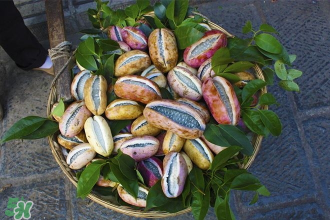 八月炸怎么吃法?八月炸的吃法 八月炸怎么吃法?八月炸的吃法