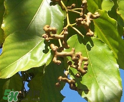 拐棗怎么保存？拐棗什么人不能吃