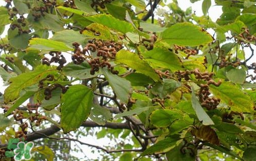 拐棗怎么保存？拐棗什么人不能吃