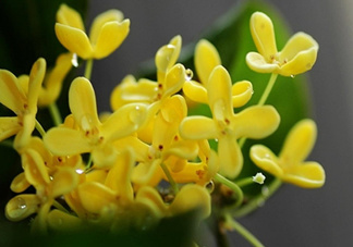 新鮮桂花怎么清洗？新鮮桂花可以冷凍嗎？