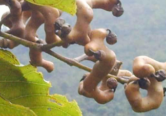 拐棗樹什么時候栽養(yǎng)？拐棗樹多少年結(jié)果