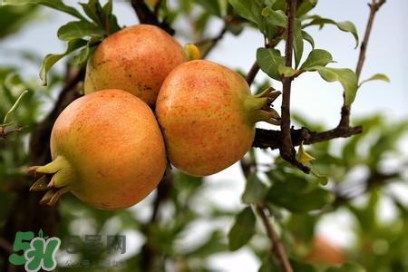 中秋節(jié)吃石榴嗎？中秋節(jié)吃石榴有什么寓意？