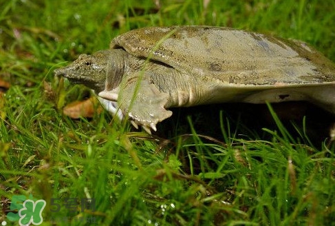 甲魚又叫什么？甲魚吃什么食物