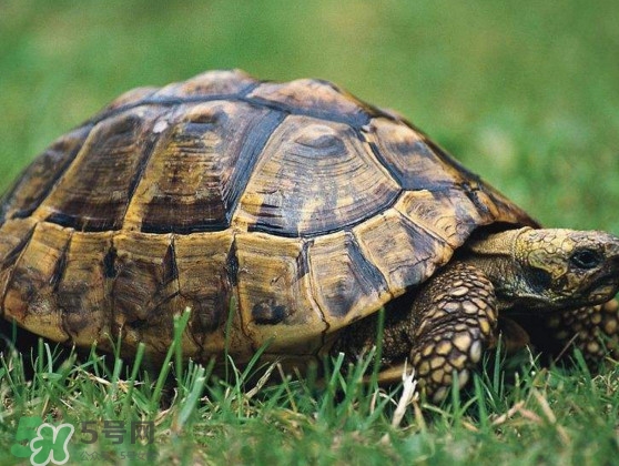 甲魚是烏龜嗎？甲魚是王八嗎？