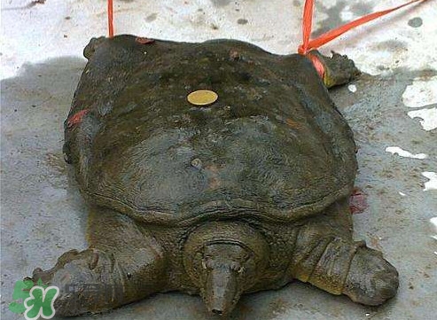 甲魚是烏龜嗎？甲魚是王八嗎？