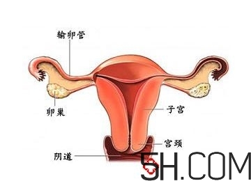 子宮畸形有哪些？子宮畸形有什么影響？