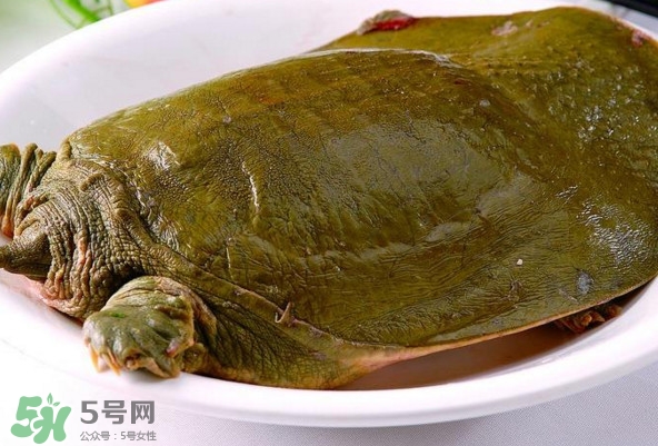 甲魚是熱性還是涼性？甲魚是淡水魚嗎