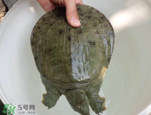 甲魚是熱性還是涼性？甲魚是淡水魚嗎